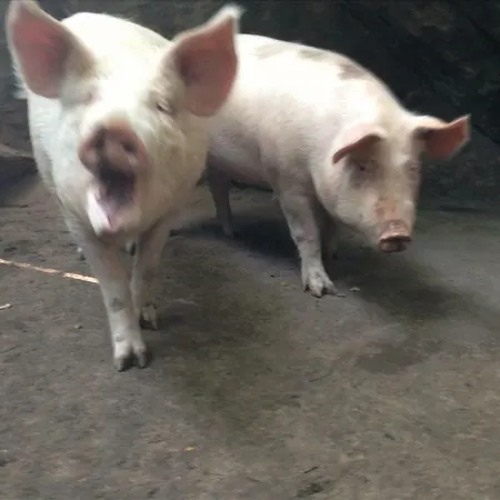 Fattoria Ceragioli Dom wakacyjny